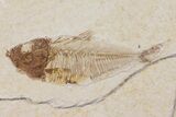 Bargain Diplomystus Fossil Fish - Wyoming #103959-1